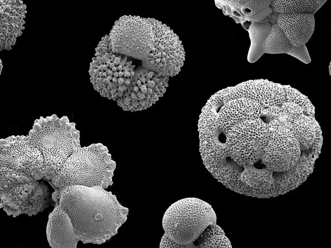 Marine microfossils are microscopic fossil remains of marine organisms, especially plankton